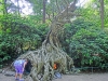 efteling_382_20110801_1652091089