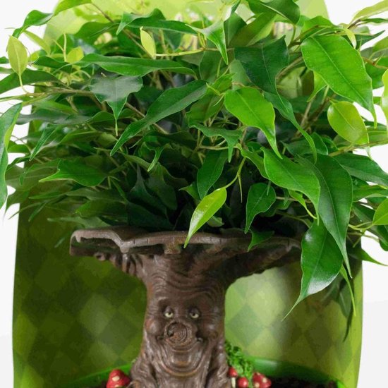 Choice of Green  - Ficus benjamina Green Kinky Efteling Sprookjesboom - set van 2 stuks - Kamerplant in Kwekers pot ⌀14 cm - Hoogte ↕30 cm